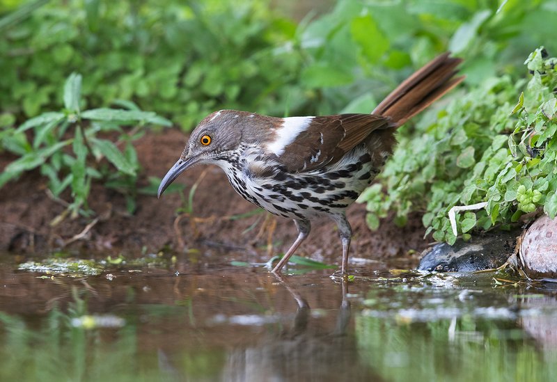 long-billed trasher, пересмешник, tx Long-billed Trasher - Рыжий кривоклювый пересмешникphoto preview