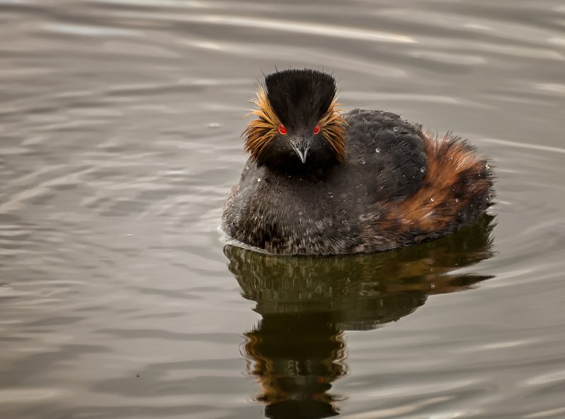 водоплавающая птица, черношейная поганка, Черношейная поганка..photo preview