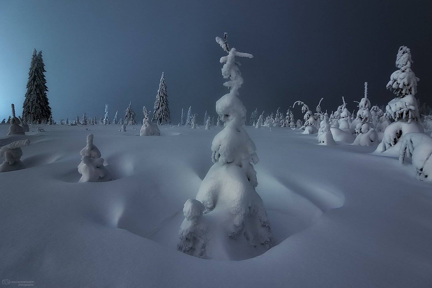 В лесу родилась ёлочка. Автор: Антон Кошетаров , Антон Кошетаров