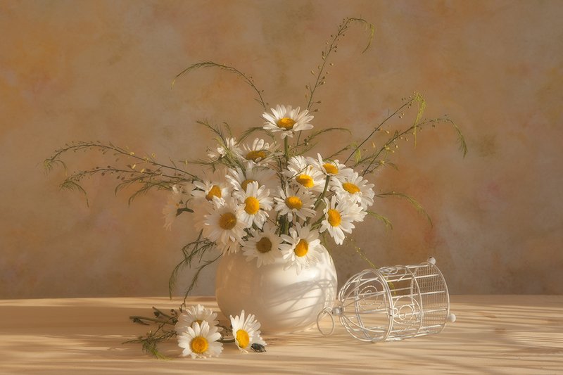 Солнечные ромашкиphoto preview