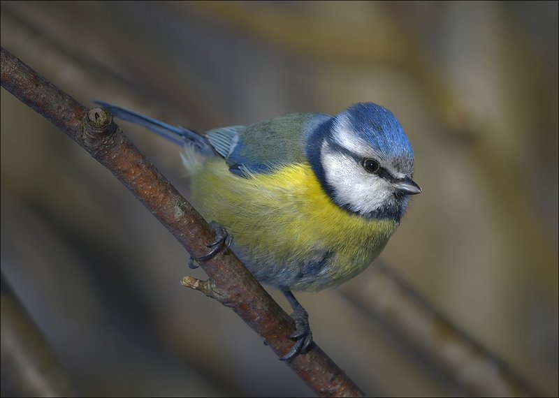 лазоревка Лазоревкаphoto preview