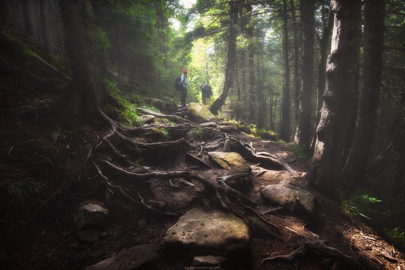 горы, карпаты, тропа, лес, природа Горными тропамиphoto preview