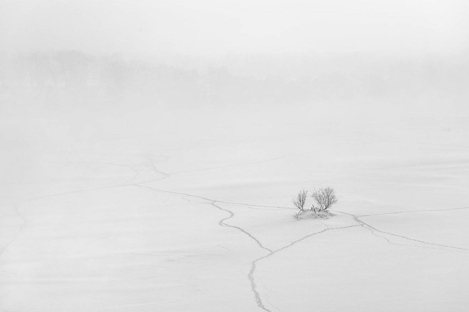 пейзаж, природа, лед, снег, туман, снегопад, тропа, дерево, куст, тропинки, река, зима, красноярск, енисей, татышев, чб, черно-белая, минимализм,, Дмитрий Антипов