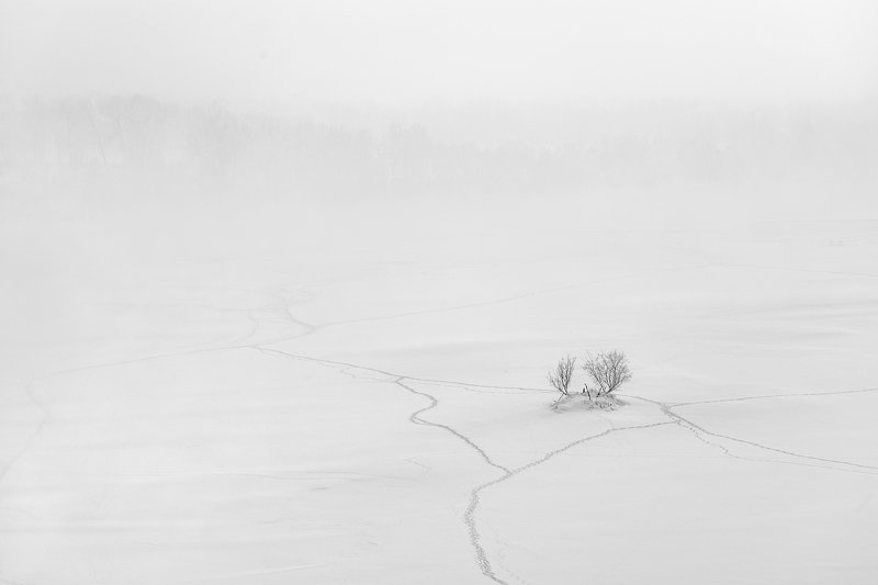 пейзаж, природа, лед, снег, туман, снегопад, тропа, дерево, куст, тропинки, река, зима, красноярск, енисей, татышев, чб, черно-белая, минимализм, Где дорога, а где мелкая тропа...photo preview