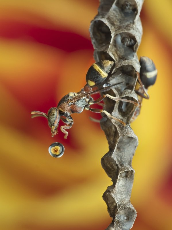 Wasp Blowing Water Bubble 200109Aphoto preview