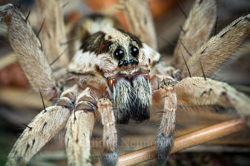 araneae, araneomorphae, caucasus, hogna radiata, radiated wolf spider, dzhankhot, krasnodar territory, lycosidae, north west caucasus, northwestern caucasus, russia, animal, animals, eye, eyes, female, horizontal frame, macro, nature, portrait, spider, wi Портрет лучистого тарантула (Hogna radiata) / Portrait of the radiated wolf spider (Hogna radiata) фото превью
