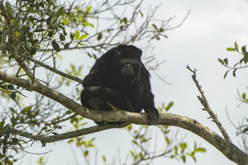 обезьяна бразилия чо то ОНИ на меня пялятся?????photo preview