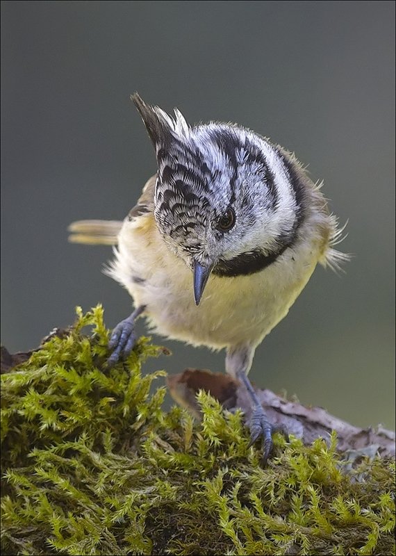 гренадёрка ***photo preview