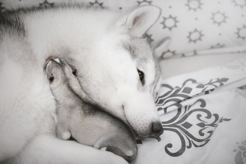 хаски, щенки momphoto preview