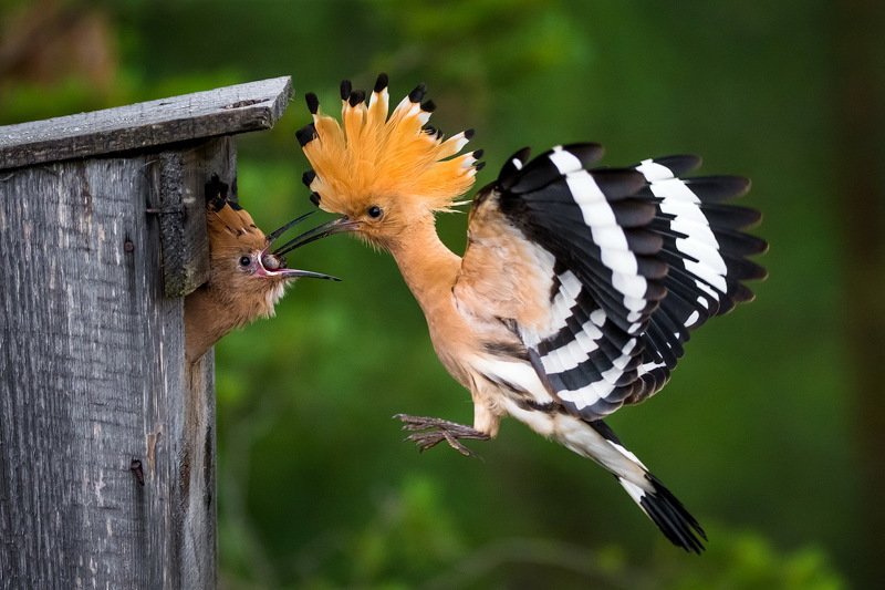 Завтрак на лету.photo preview