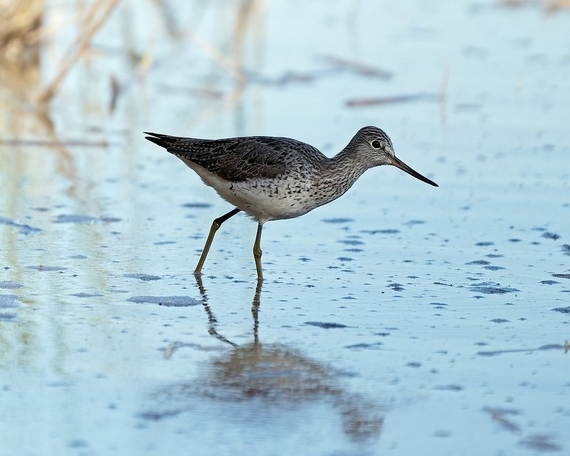 природа, вода, птицы, кулик На закааате,  ходит пааарень...photo preview