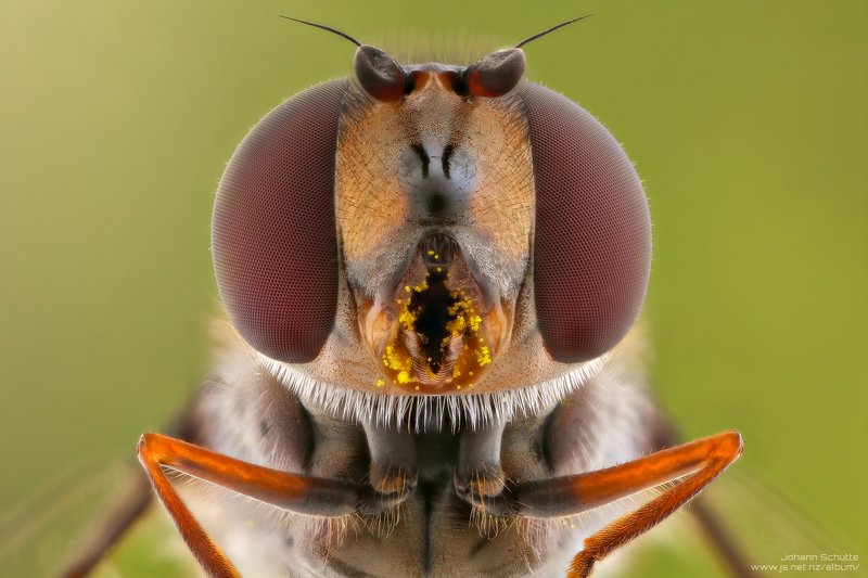 macro fly hoverfly johann schutte www.js.net.nz Hoverfly 5:1photo preview