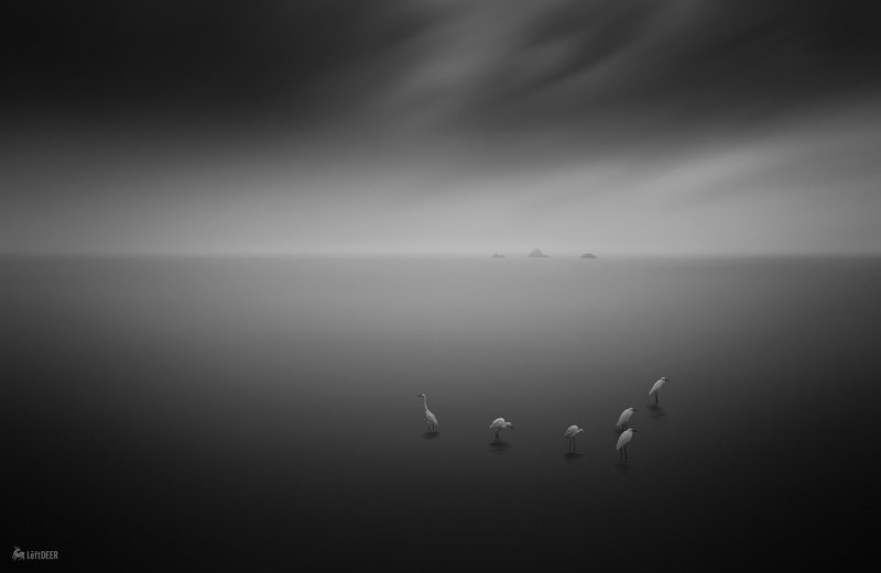 landscapes,black & white,travel,wenzhou,China,sea,heron,light and shadow,bird,heron,ecology East Sea Heronphoto preview