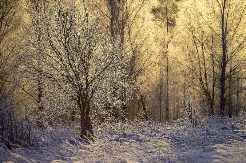 изморозь, утро, Рождество Рождественское утроphoto preview