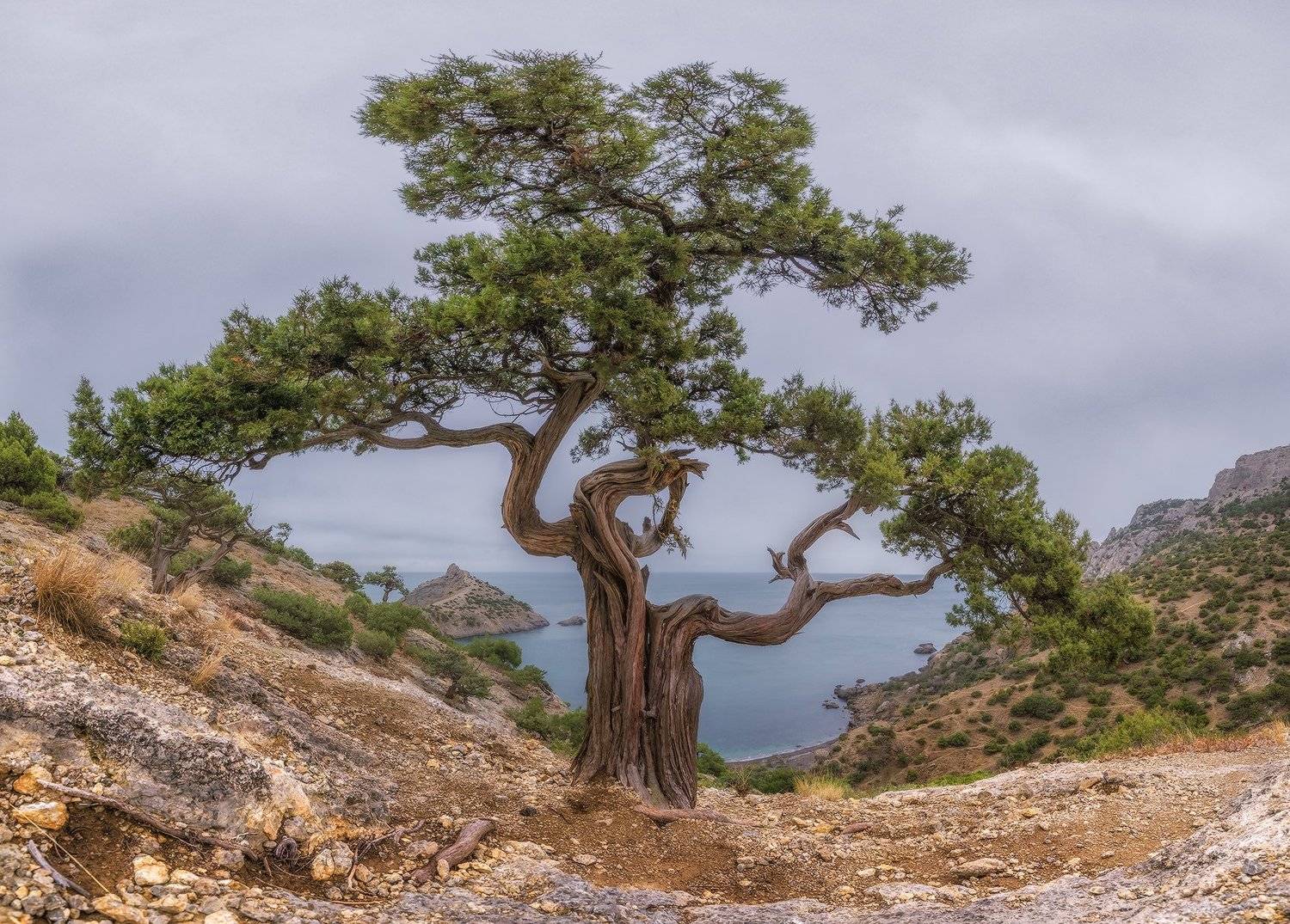 крым, новый свет,мыс капчик. реликтовая роща, можжевельник, рассвет, Николай Мысливцев