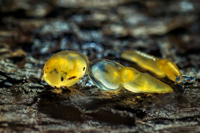 природа, слизни, макро, яйца, кладка, nature, slugs, macro, eggs, laying привет, новый мирphoto preview