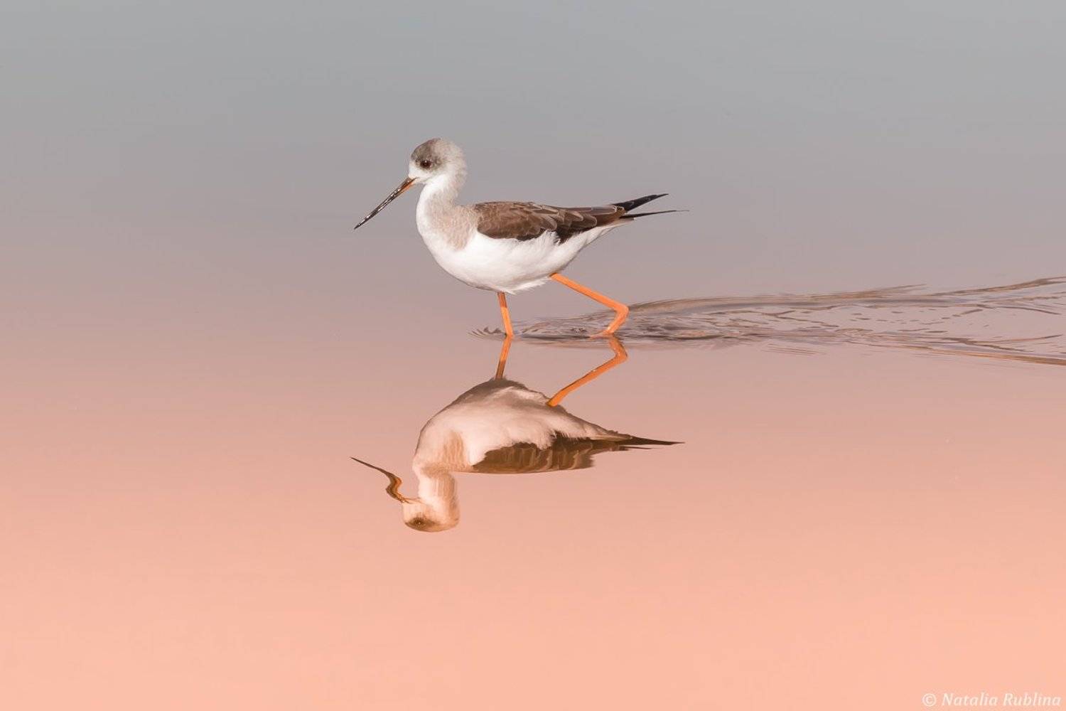 Ходулочник на мелководье.... Автор: Наталья Рублина ходулочник,птица,птицы,животные,природа,отражение,минимализм,зеркало, Наталья Рублина