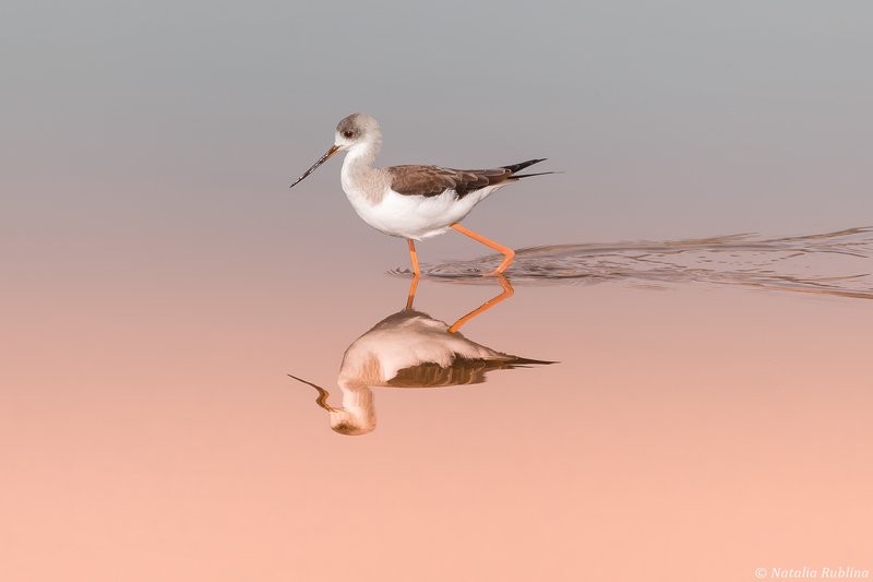 ходулочник,птица,птицы,животные,природа,отражение,минимализм,зеркало Ходулочник на мелководье...photo preview