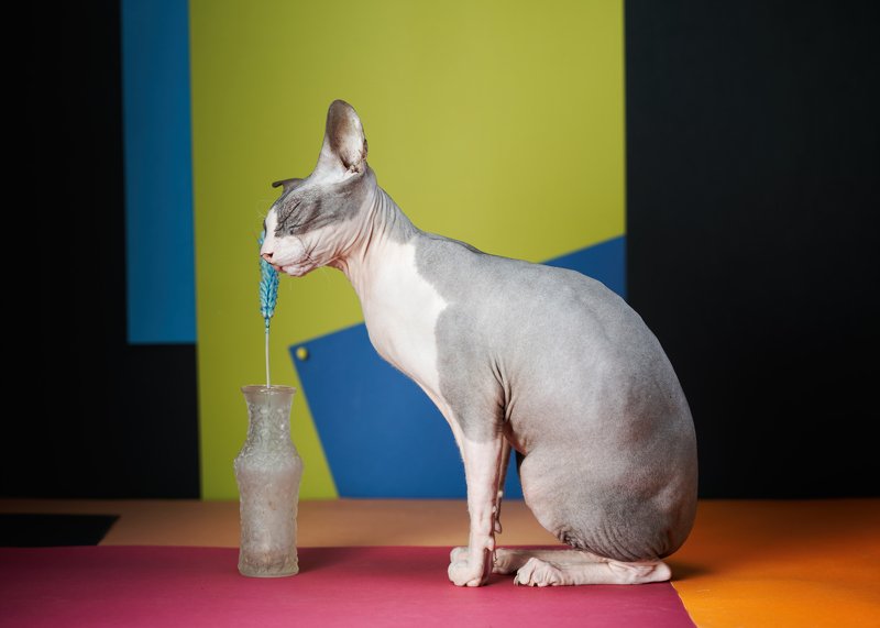 #искусство #сфинксы в натюрморте #кот #sphinks Миру - мир!photo preview