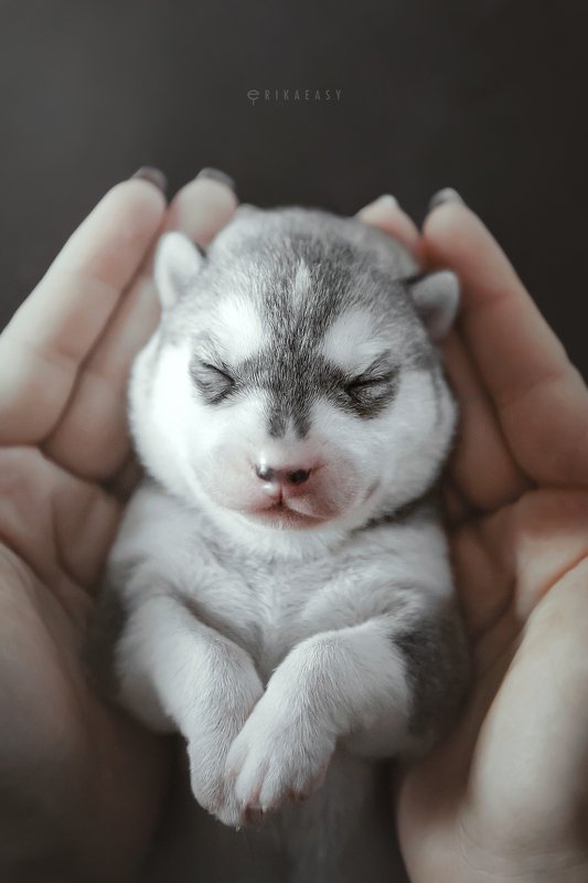 хаски, щенки preciousphoto preview