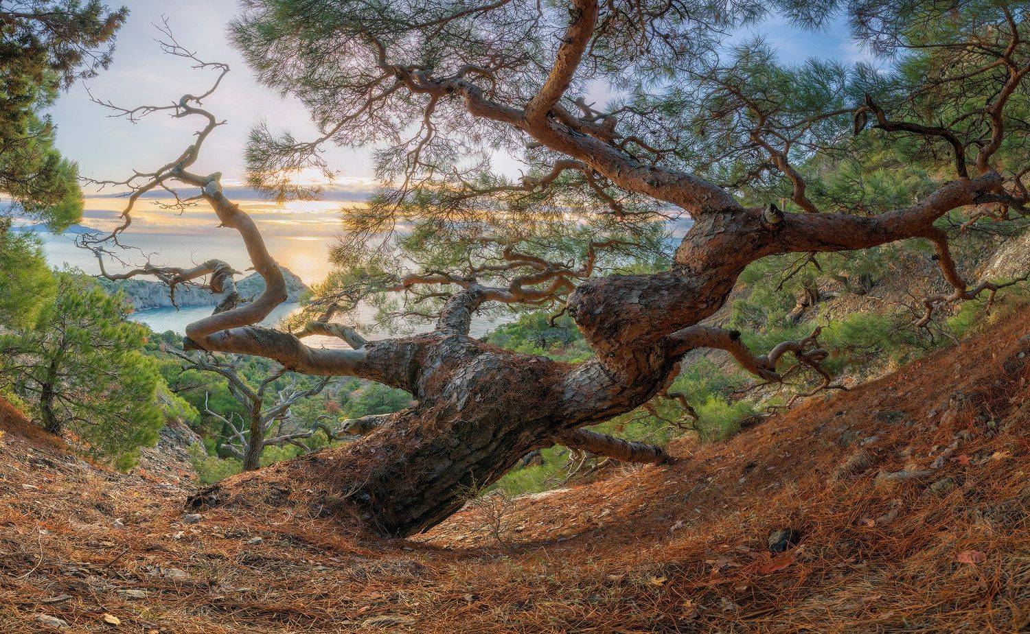 крым, новый свет, сосны, реликтовая роща., Николай Мысливцев