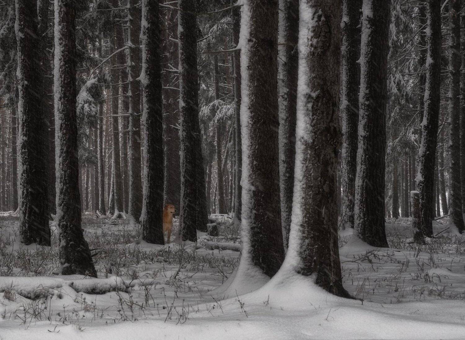 , Баранов Олег