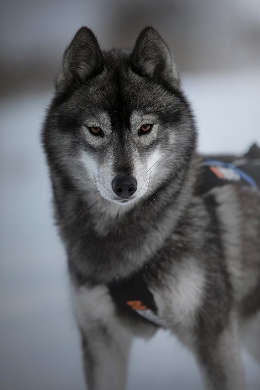 хаски, зима, ездовой спорт Kumaphoto preview