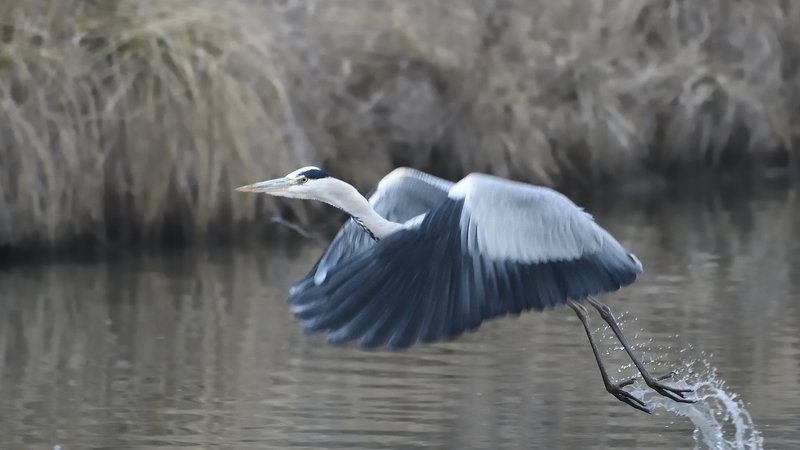 птицы birds slovakia Ardea cinereaphoto preview