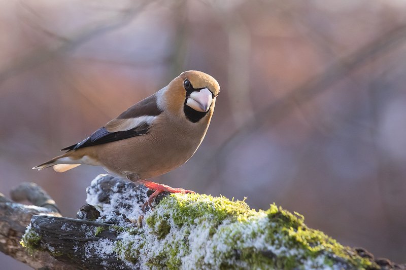 дубоносphoto preview