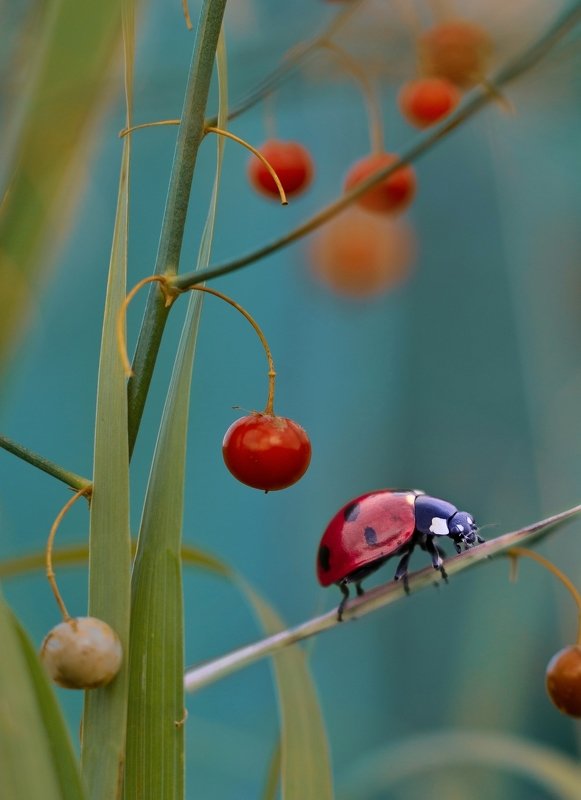 макро, природа, nature, macro, насекомые, insect, ladybug, божьякоровка photo preview
