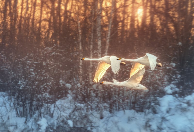 Лебеди, Закат, Озеро Светлое, Алтай, Алтайский край Вдоль закатаphoto preview