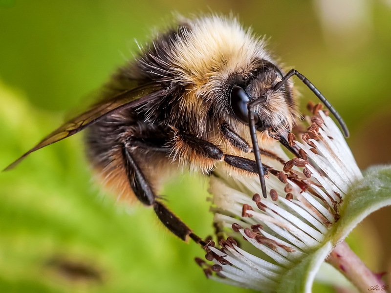 Шмель на цветкеphoto preview