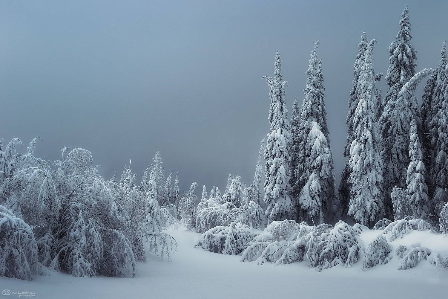 Зимняя открытка. Автор: Антон Кошетаров , Антон Кошетаров