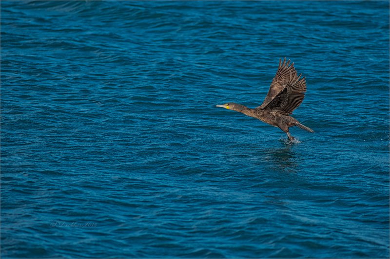 баклан, вода, закат, фауна На цыпочкахphoto preview