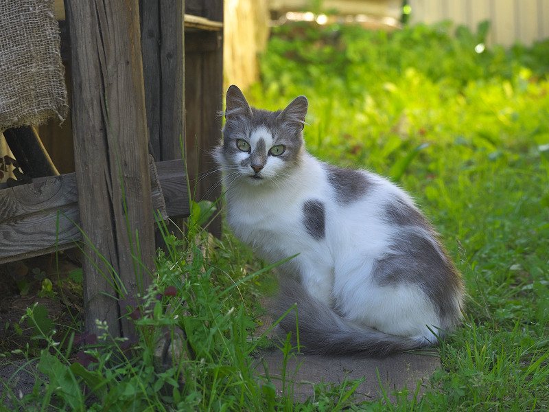 фото превью