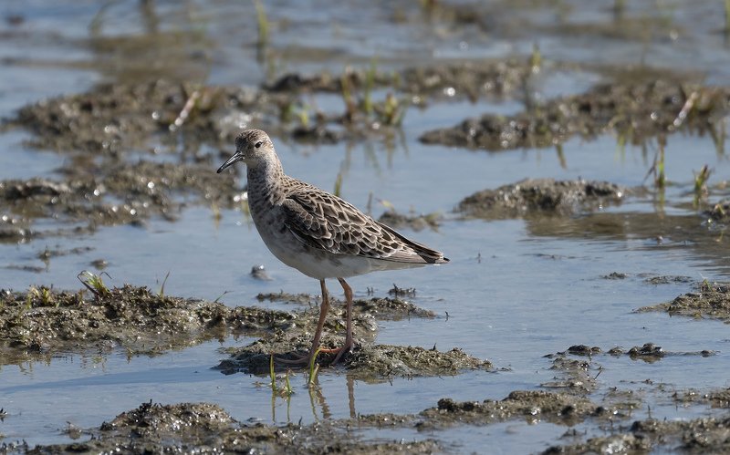 природа, вода, птицы, кулик И всё-таки,  моё болото ...photo preview
