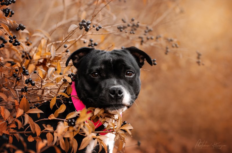 осень, портрет, движение, собака, анималистика Бестаphoto preview