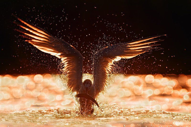 гривеста рибарка ,пестроносая крачка, sandwich tern, thalasseus sandvitsensis Пестроносая крачка подсветкой фото превью