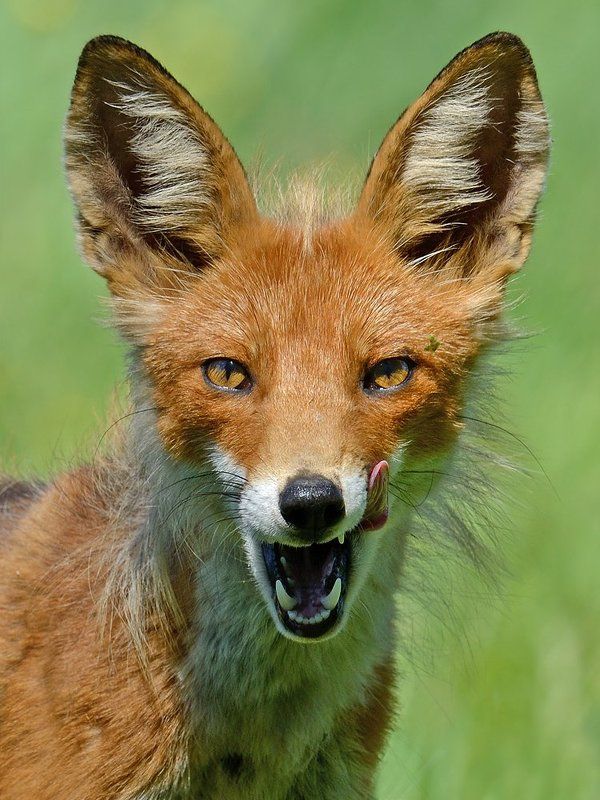 обыкновенная, лисица Лисий портретphoto preview