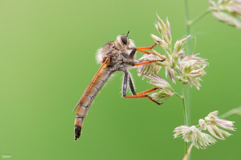 макро, лето, утро, ктырь Ктырьphoto preview