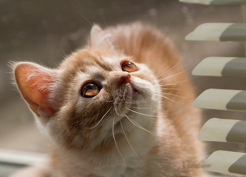 котёнок, экзот Амбер фото превью