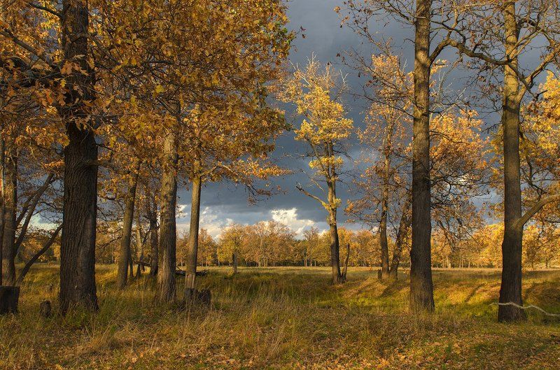 Про желтые листьяphoto preview