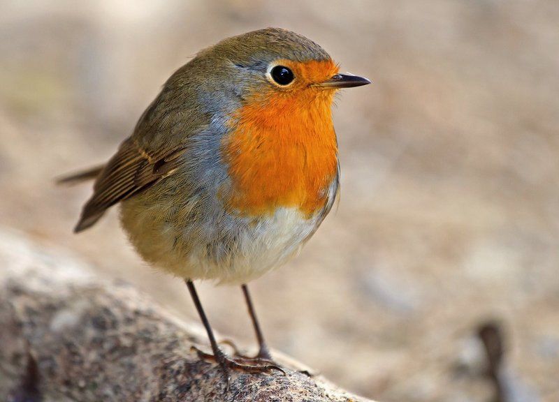 зарянка, erithacus rubecula Зарянкаphoto preview