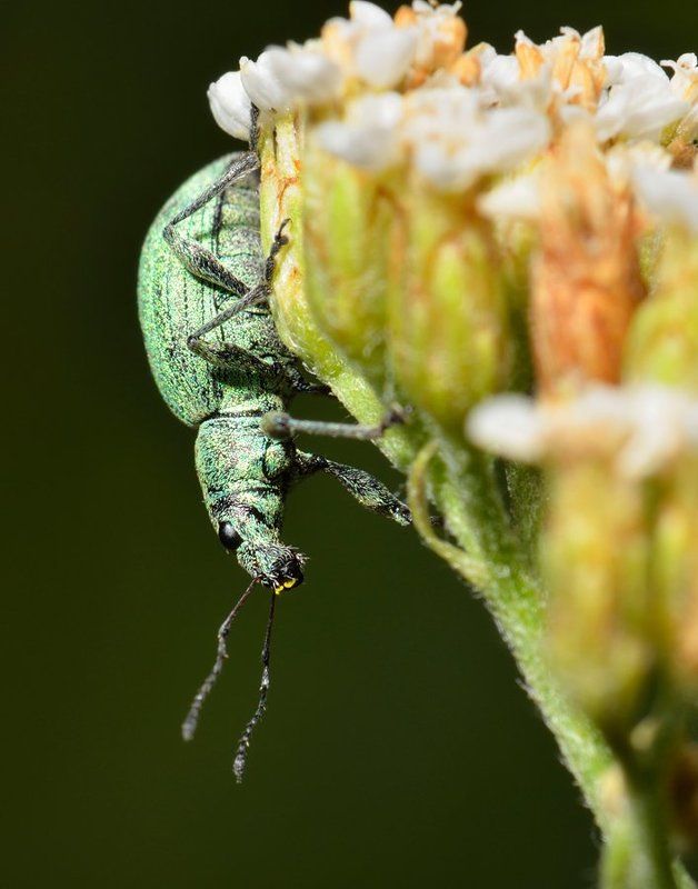 nikon, d7000, macro, kazakhstan, nature, curculionoidea, coleoptera, arthropoda, weevil, beetle, макро, долгоносик, жук Флорист-эквилибристphoto preview