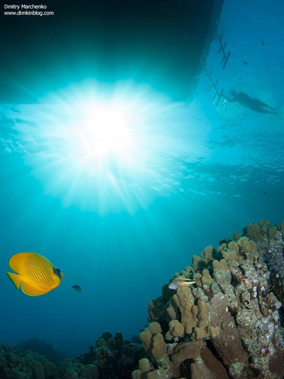 красное море,butterfly,рыба бабочка,underwater, Дмитрий