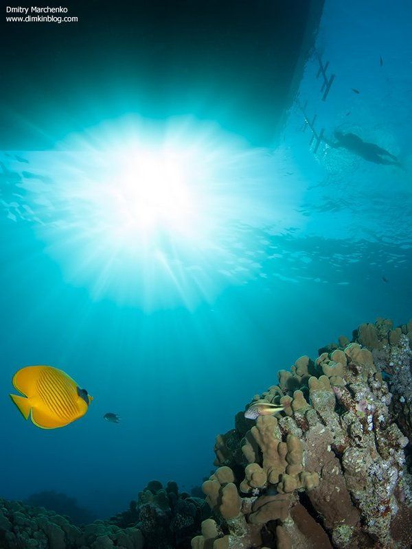 красное море,butterfly,рыба бабочка,underwater ***photo preview