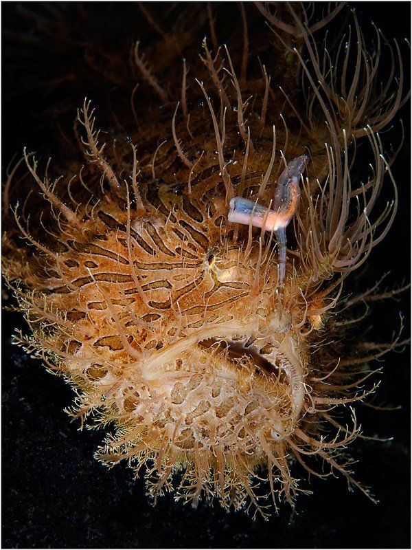 hairy frogfish, lembeh strait, north sulawesi, indonesia ***photo preview