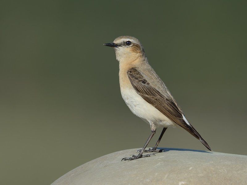 Каменкаphoto preview