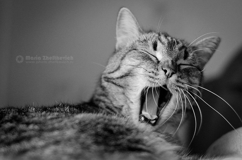 Тимофейphoto preview