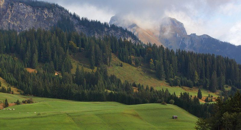 австрия, альпы про зелёные травы на альпийских лугахphoto preview